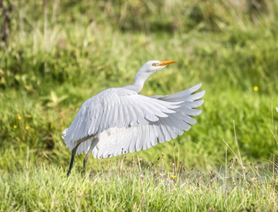 <i class='fa fa-user'></i> John Saxofoonbird |   Koereiger  <i class='fa fa-eye'> 48</i>   <i class='fa fa-comment-o'> 1</i>