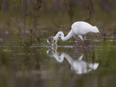 Bird picture: Ardea alba / Grote Zilverreiger / Great Egret