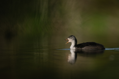 <i class='fa fa-user'></i> Loes Belovics |   Meerkoet  <i class='fa fa-eye'> 27</i>   <i class='fa fa-comment-o'> 2</i>