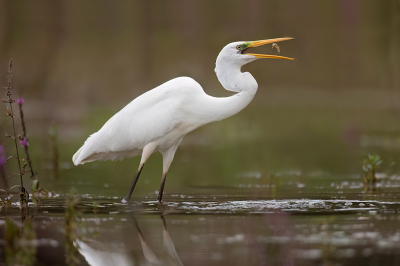 Om mijn reeksje over de zilverreiger af te sluiten een beeld waarbij hij even zijn prooi  wou tonen.