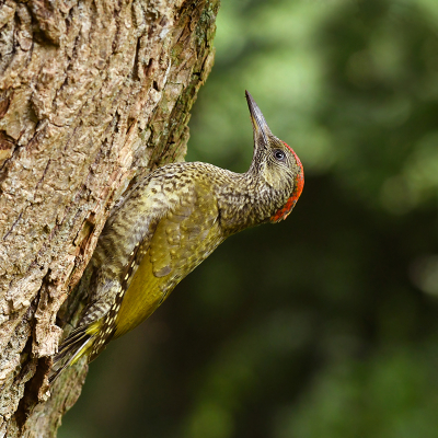 Bird picture: Picus viridis / Groene Specht / European Green Woodpecker