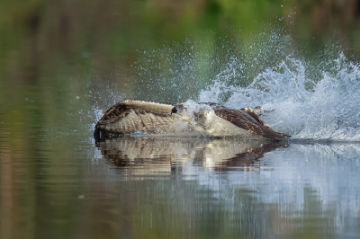 Pandion haliaetus / Visarend / Western Osprey