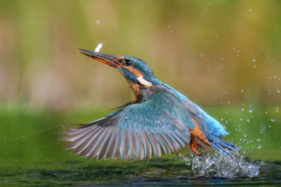 <i class='fa fa-user'></i> John_Jak |   IJsvogel  <i class='fa fa-eye'> 192</i>  <i class='fa fa-thumbs-up'> 15</i>   <i class='fa fa-comment-o'> 11</i>