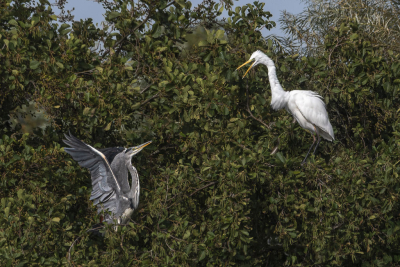 <i class='fa fa-user'></i> PascalK |   Grote Zilverreiger  <i class='fa fa-eye'> 54</i>   <i class='fa fa-comment-o'> 1</i>