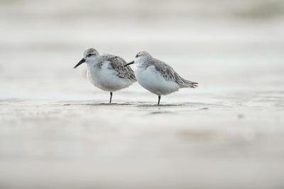 Een daagje naar IJmuiden geweest om wat steltlopertjes te kunnen fotograferen. En die waren er, volop. Heerlijk uren met ze bezig geweest. Plat op de buik. Tot driemaal toe helemaal nat en vies maar dat deerde niet. Heb kaartjes vol geschoten met zon en bewolking. Was genieten.