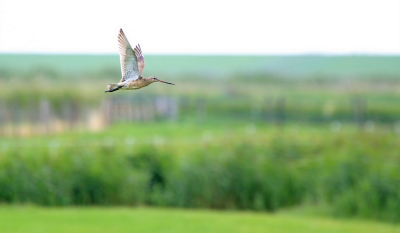 Bird picture: Limosa limosa / Grutto / Black-tailed Godwit