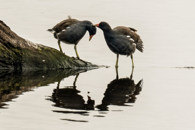 foto gisteren gemaakt bij een soort retentievijver. De waterhoentjes hadden veel aandacht voor elkaar. leek wel een verliefd stelletje. Had wel last van tegenlicht. Er was weinig wind waardoor er wel een leuke weerspiegeling in het water ontstond.