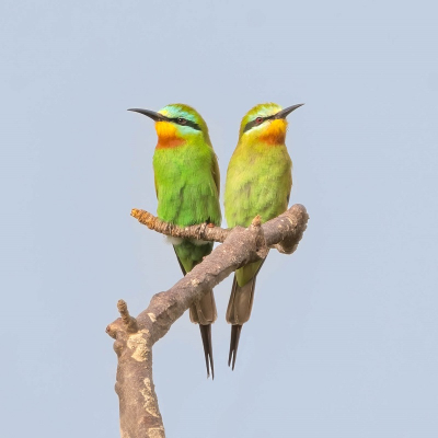 Bird picture: Merops persicus / Groene Bijeneter / Blue-cheeked Bee-eater