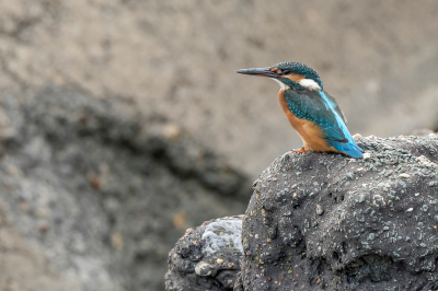 Wat ik hier niet verwachtte  (in IJmuiden ) was een IJsvogel. We liepen de pier uit en ik keek links en rechts of er een vogel zat. Ineens zie ik iets blauws op de rotsblokken zitten, een IJsvogel.  Hij vloog een paar keer naar een andere rotsblok, voor mij iets dichterbij. Was een verrassende ontmoeting.