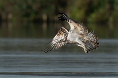 Vogel foto: Pandion haliaetus / Visarend / Western Osprey