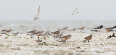 Bij mijn vorige upload van de bonte strandlopers waren nog twee andere soorten zichtbaar. Arie Ouwerkerk maakte toen de opmerking; 'Leuk om je soortenkennis te testen'. Ik had nog meer foto's gemaakt van diverse wadvogels. Hierbij, ter lering en vermaak.