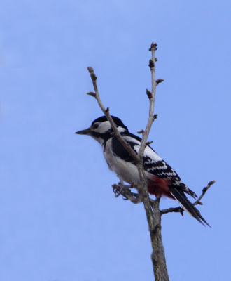 Even een rondje gewandeld om de tc te testen.
350D  70-200 IS + 2x  @ 400mm, ISO200 f8 1/500
