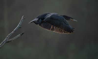 Bird picture: Phalacrocorax carbo / Aalscholver / Great Cormorant
