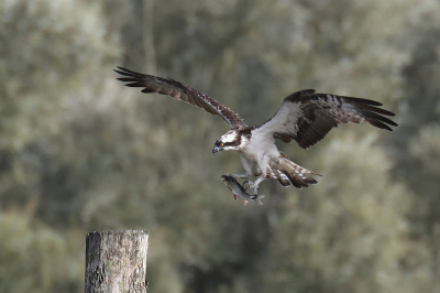 Bird picture: Pandion haliaetus / Visarend / Western Osprey