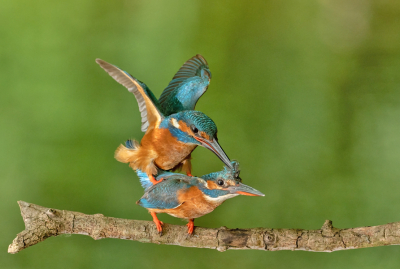 De Ijsvogels gingen aan het begin van de morgen paren. 
Altijd weer een geluk als je hier getuige van kan zijn.