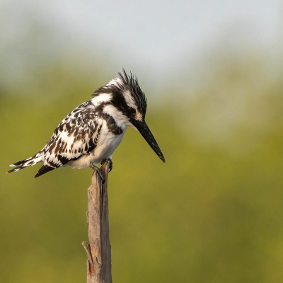 <i class='fa fa-user'></i> harrie69 |   Bonte IJsvogel  <i class='fa fa-eye'> 72</i>  <i class='fa fa-thumbs-up'> 2</i>   <i class='fa fa-comment-o'> 3</i>