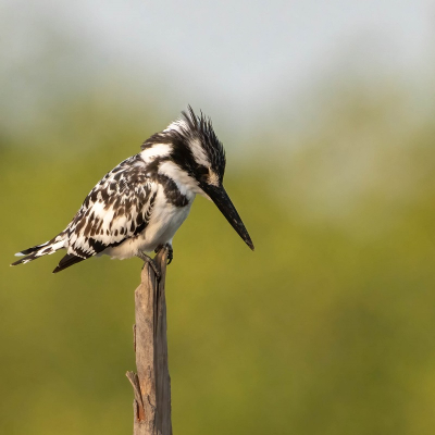 Bird picture: Ceryle rudis / Bonte IJsvogel / Pied Kingfisher
