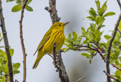 Bird picture: Setophaga aestiva / Gele Zanger / American Yellow Warbler