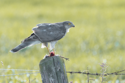 Bird picture: Accipiter nisus / Sperwer / Eurasian Sparrowhawk