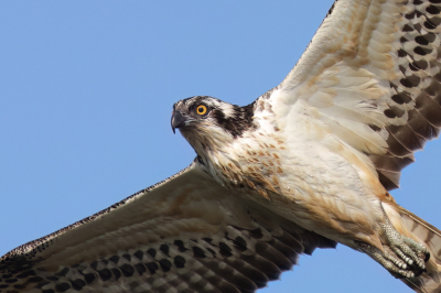 Bird picture: Pandion haliaetus / Visarend / Western Osprey