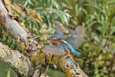 De jonge Ijsvogels zijn uitgevlogen en nog in de buurt van het nest.
De volwassen Ijsvogel had hier nog even een visje gebracht bij een jong.
Vanuit de kijkhut.