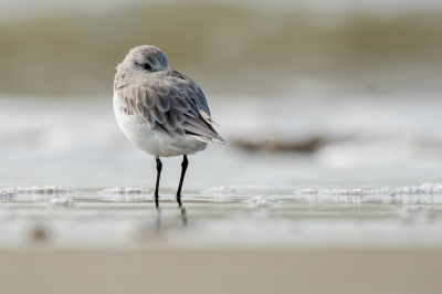 Nog een van de vele strandlopertjes, die op het strand zaten. Dit is een karakteristieke houding van de Drieteenstrandloper. Of ze zitten zo, met hun kop in de veren, of rennen langs de vloedlijn.