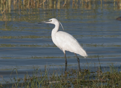 <i class='fa fa-user'></i> guido mwm |   Kleine Zilverreiger  <i class='fa fa-eye'> 68</i>  <i class='fa fa-thumbs-up'> 1</i>   <i class='fa fa-comment-o'> 2</i>