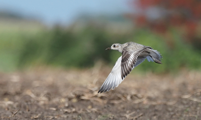 Bird picture: Pluvialis squatarola / Zilverplevier / Grey Plover