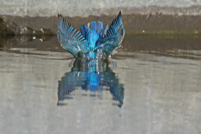 Hier duikt de ijsvogel voor de tweede keer vlak na elkaar. Is volgens mij om de veren schoon te maken na het voeren van de jongen.