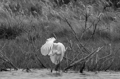 <i class='fa fa-user'></i> Eef Kieft |   Grote Zilverreiger  <i class='fa fa-eye'> 45</i>   <i class='fa fa-comment-o'> 2</i>