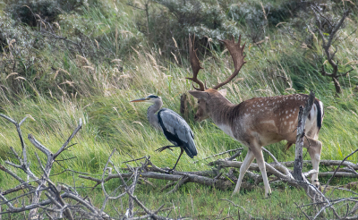 <i class='fa fa-user'></i> Eef Kieft |   Blauwe Reiger  <i class='fa fa-eye'> 75</i>   <i class='fa fa-comment-o'> 1</i>