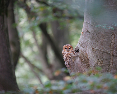 In een vogelhut, waar ik alleen een vink heb gezien, hoorde ik van het bestaan van deze bosuil. Dus op de fiets en de plek opgezocht. Die was snel gevonden, want de beschrijving was accuraat en ik bleek (natuurlijk) niet de enige te zijn.
Een bosuil kom ik niet zo vaak tegen, dus ik ben hier blij mee.