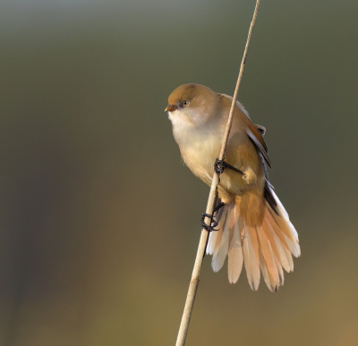 Bird picture: Panurus biarmicus / Baardman / Bearded Reedling