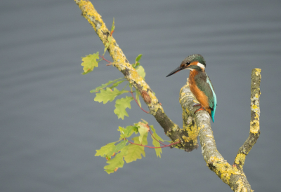 <i class='fa fa-user'></i> Truus Aletta Maan |   IJsvogel  <i class='fa fa-eye'> 27</i>   <i class='fa fa-comment-o'> 1</i>