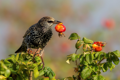Bird picture: Sturnus vulgaris / Spreeuw / Common Starling