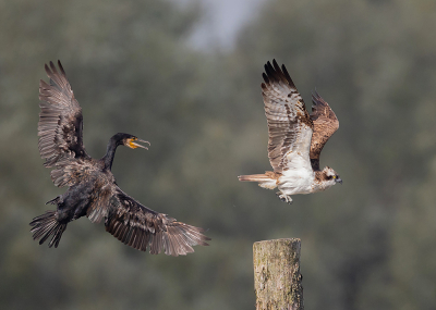 Bird picture: Pandion haliaetus / Visarend / Western Osprey