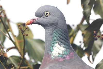 Deze Houtduif komt elke dag bij mij in de tuin wel een paar vruchten eten van de klimop.