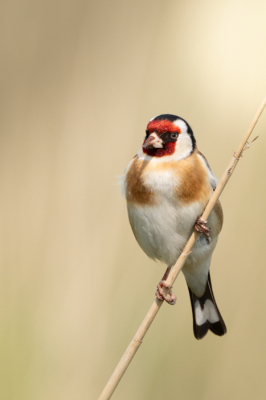 Een distelvink/putter in het riet op een mooie zonnige dag in de oostvaardersplassen.