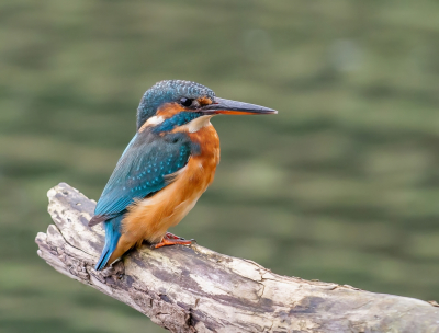 <i class='fa fa-user'></i> pietwil |   IJsvogel  <i class='fa fa-eye'> 175</i>  <i class='fa fa-thumbs-up'> 2</i>   <i class='fa fa-comment-o'> 4</i>