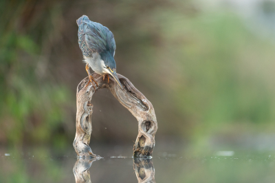 Deze green-backed heron zag ik al een tijdje tussen de dichte vegetatie aan de waterkant. Dan hoop je dat de reiger daar uit te voorschijn komt, vooral omdat het licht al minder werd in die donkere hoek. Gelukkig gebeurde dit en nam de reiger plaats op de boomstronk in het water. Vanuit een vogelhut.