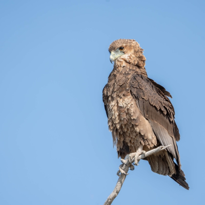 <i class='fa fa-user'></i> harrie69 |   Bateleur  <i class='fa fa-eye'> 196</i>  <i class='fa fa-thumbs-up'> 1</i>   <i class='fa fa-comment-o'> 1</i>