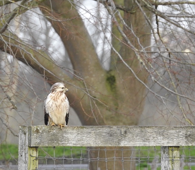 <i class='fa fa-user'></i> HenK5 |   Buizerd  <i class='fa fa-eye'> 187</i>   <i class='fa fa-comment-o'> 4</i>