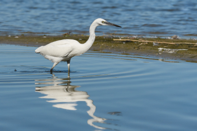 <i class='fa fa-user'></i> Wil Doorn-Meijne |   Kleine Zilverreiger  <i class='fa fa-eye'> 128</i>  <i class='fa fa-thumbs-up'> 1</i>   <i class='fa fa-comment-o'> 3</i>