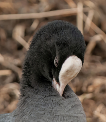 <i class='fa fa-user'></i> pietwil |   Meerkoet  <i class='fa fa-eye'> 137</i>   <i class='fa fa-comment-o'> 4</i>