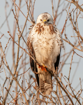 <i class='fa fa-user'></i> pietwil |   Buizerd  <i class='fa fa-eye'> 189</i>   <i class='fa fa-comment-o'> 3</i>
