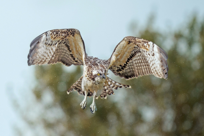 Het waren leuke tijden met de visarend en een gezellig samenzijn met medefotografen maar nu lijkt de vogel toch definitief gevlogen na drie weken op de set. Heerlijk foto's kunnen maken soms met een mooie pose zoals deze met de vleugels in een mooie stand en rondspetterende druppels water. Jammer genoeg niet met de gewenste duik maar mij hoor je niet klagen hoor. Er blijft gewoon nog wat te wensen over.