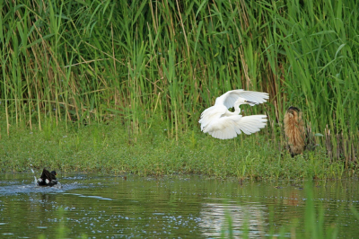 Hier dus een moment net ervoor, de waterhoen joeg de kleine zilver op en de roerdomp reageerde daar weer op