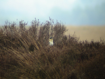 Mag ik elk jaar zo'n 1 april grap :) Geweldig! Wat een prachtige vogel! De vogel ook even mooi zien vliegen, maar als digiscoper was ik helaas niet snel genoeg om dat vast te leggen. Wel vastgelegd in het geheugen.