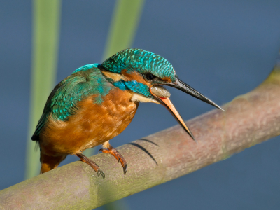 IJsvogel was komen aanvliegen om op zijn gemak zich te verlossen van een braakbal.