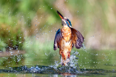 Als een feniks die uit haar as herrijst, zo rees deze ijsvogeldame uit het water. Dit keer zonder vis maar de actie van deze dame was er een van sierlijkheid en schoonheid tussen alle neerdalende glitters.